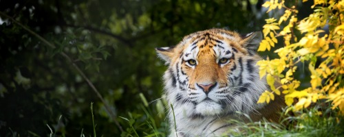 怒りのマネジメント研修～怒りの感情をコントロールし、部下指導を行う（１日間）