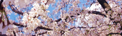 ビジネス基礎研修～職場の常識編（１日間）