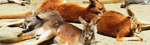 コミュニケーション研修～カウンセリング導入編（１．５日間）