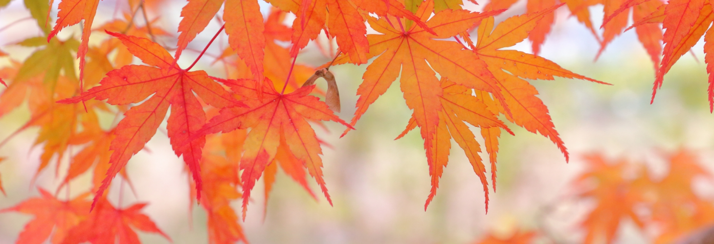 【11月】人事のお仕事歳時記